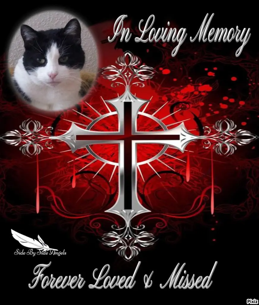 Condolence image of Tanja mit Timmy im Herzen 