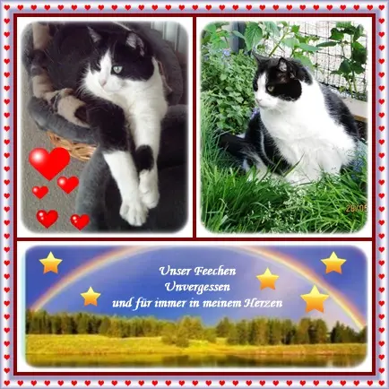 Condolence image of deiner Ilse in Liebe zum 83. Monatsgedenken