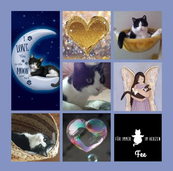 Condolence image of Rosen für Fee zum 7. Sternchengeburtstag