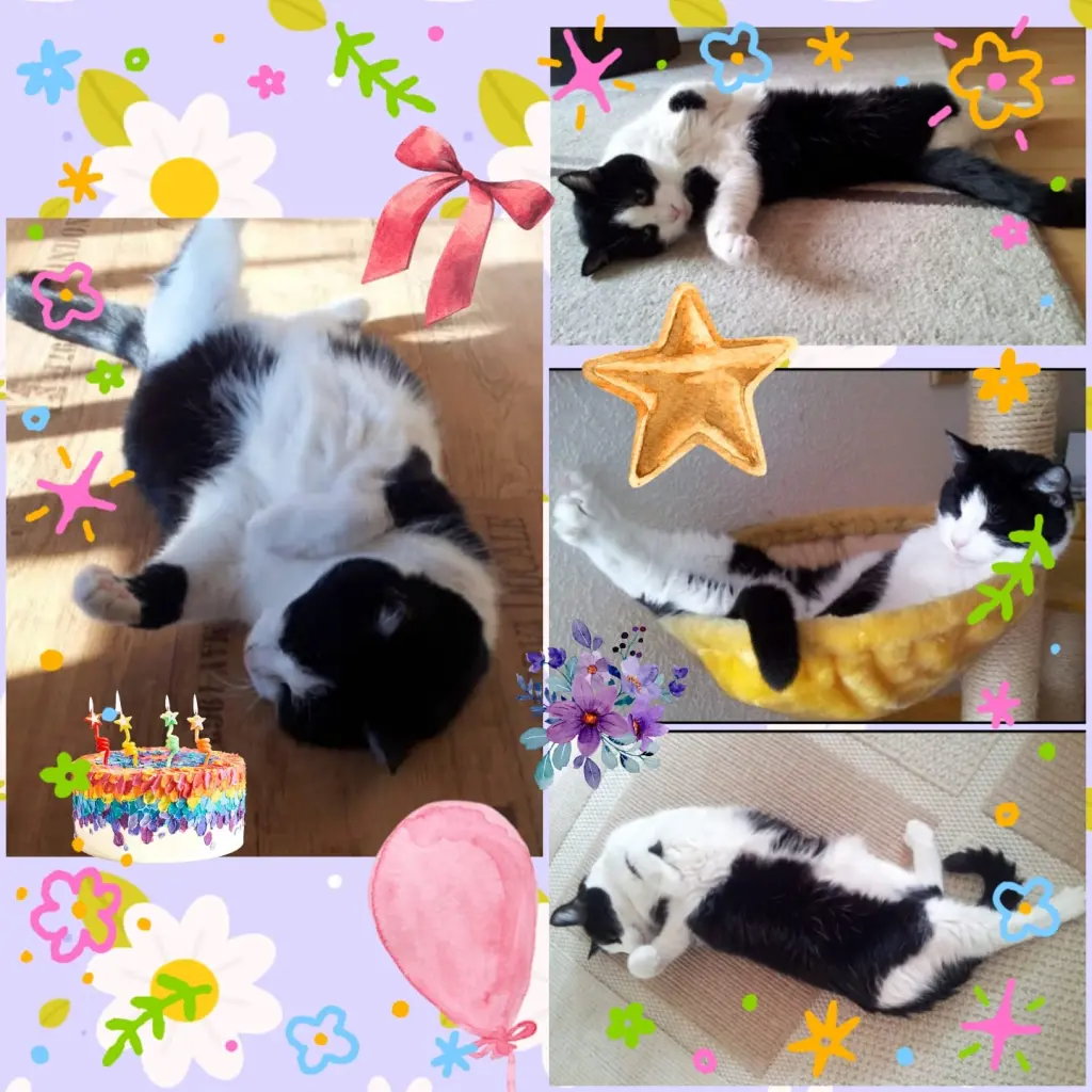 Condolence image of ❤️7. Sternchengeburtstag❤️Feechen❤️