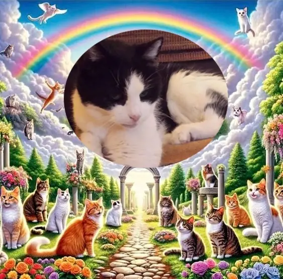 Condolence image of 7. Sternchen⭐️Gedenktag❤️❤️❤️❤️❤️❤️❤️