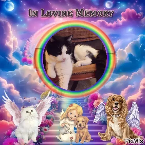 Condolence image of ❤️❤️❤️❤️❤️❤️❤️❤️❤️❤️❤️❤️