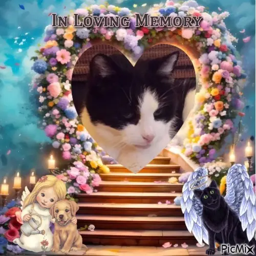 Condolence image of ❤️❤️❤️❤️❤️❤️❤️❤️❤️❤️❤️❤️