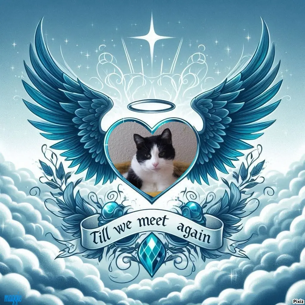 Condolence image of Tanja mit Timmy im Herzen 