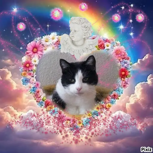 Condolence image of Tanja mit Timmy im Herzen 