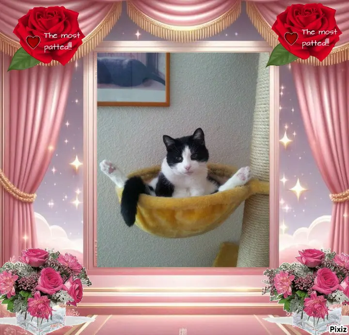 Condolence image of Tanja mit Timmy im Herzen 