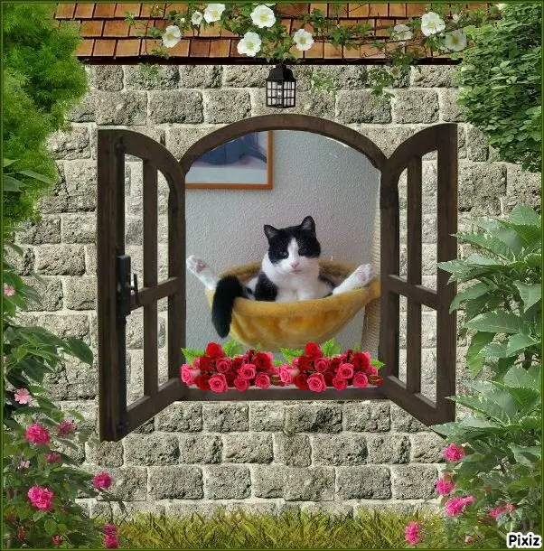 Condolence image of Tanja mit Timmy im Herzen 