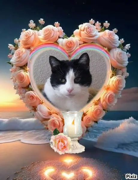 Condolence image of Tanja mit Timmy im Herzen 