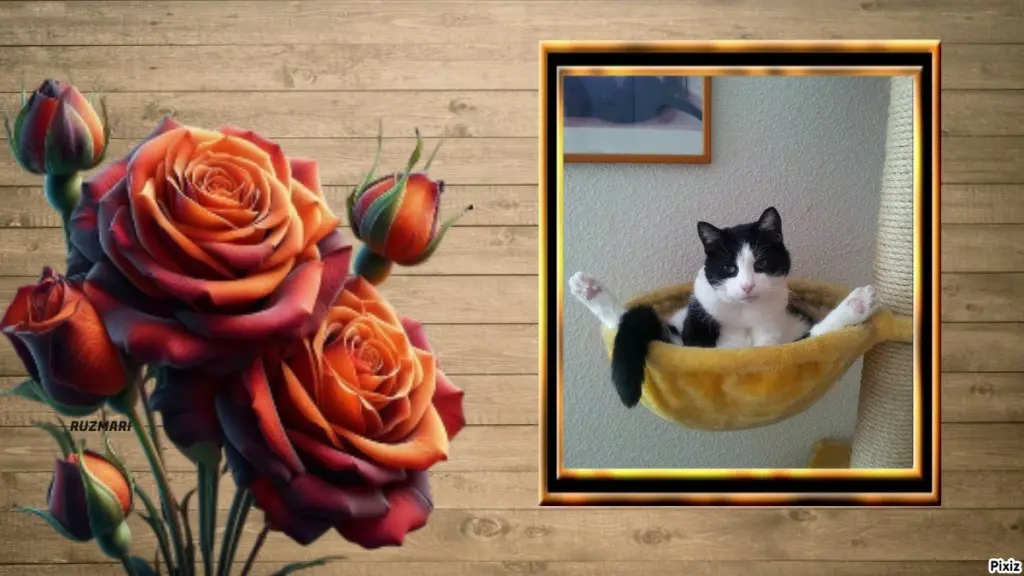 Condolence image of Tanja mit Timmy im ❤