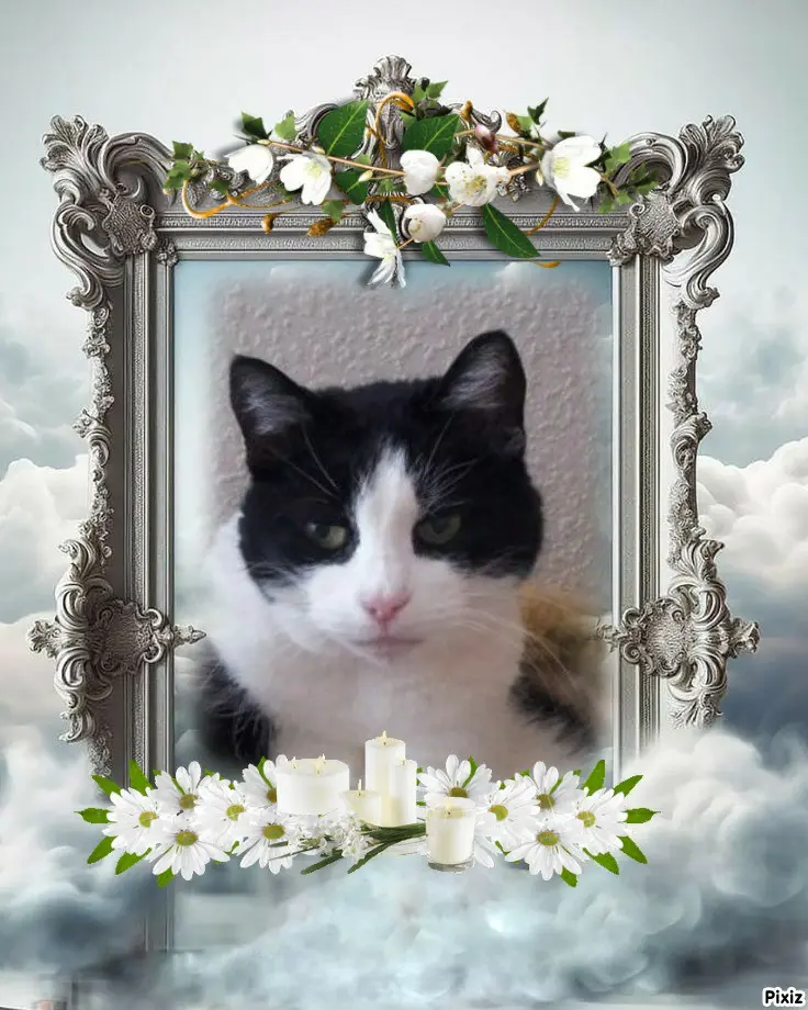 Condolence image of Tanja mit Timmy im 💘🐈🐾