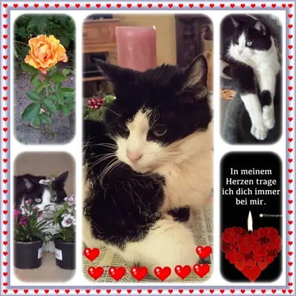 Condolence image of Deine Ilse in Liebe zum 8. Jahresgedenken