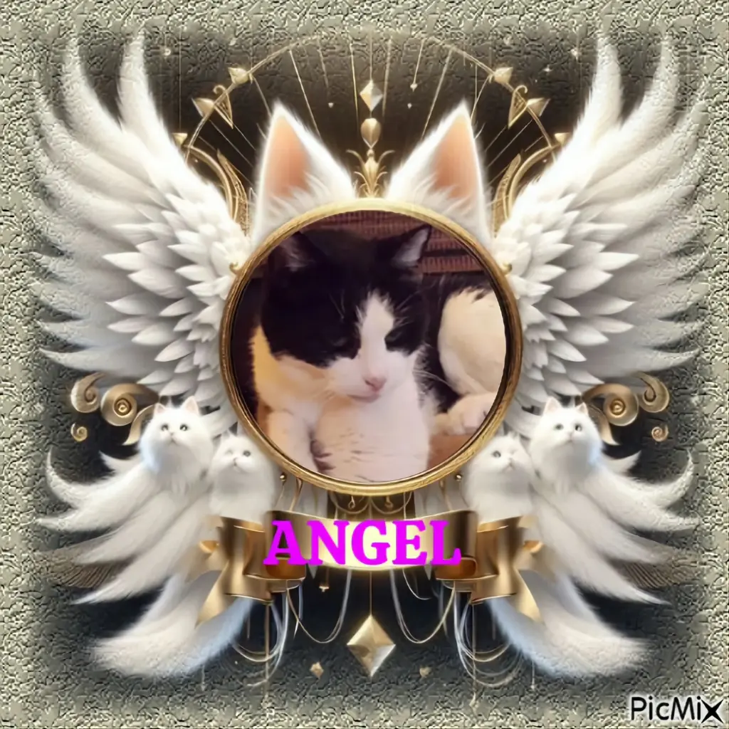 Condolence image of 8.Sternchen⭐️❤️🐈🫶🫶🫶💋💋💋Gedenktag🙏🙏🙏🌹🌹🌹