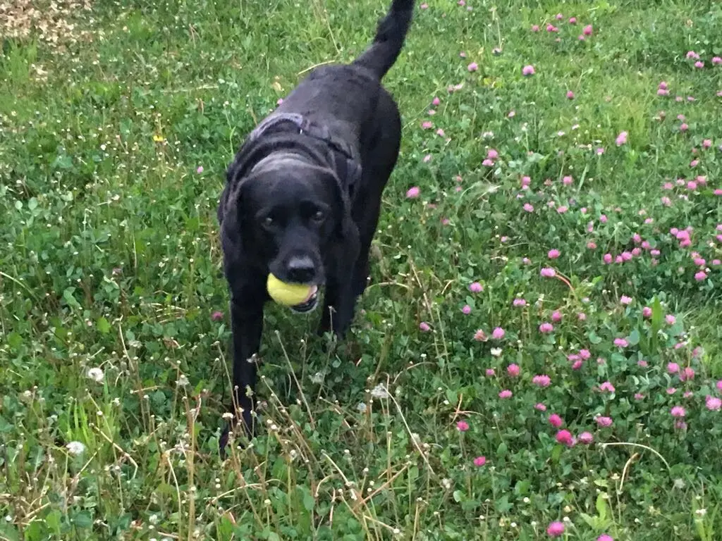 Condolence image of Heidi mit Buddy tief im Herzen