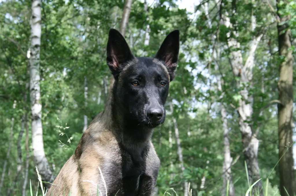 Condolence image of Nicole mit Lilli im Herzen