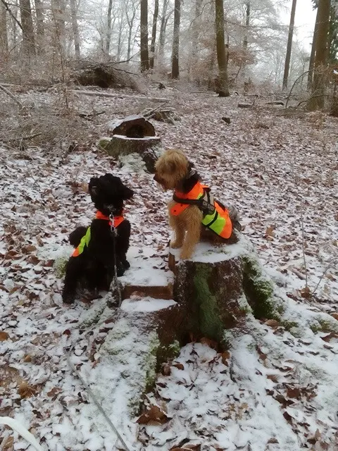 Andachtsbild von Elke mit Mona, Socke und Bentley im Herzen