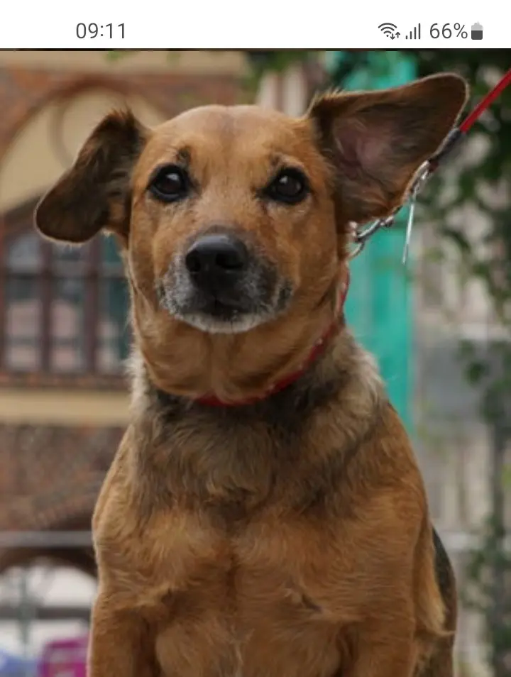 Andachtsbild von Manuela mit Fiby + 31.01. 2025♡♡♡