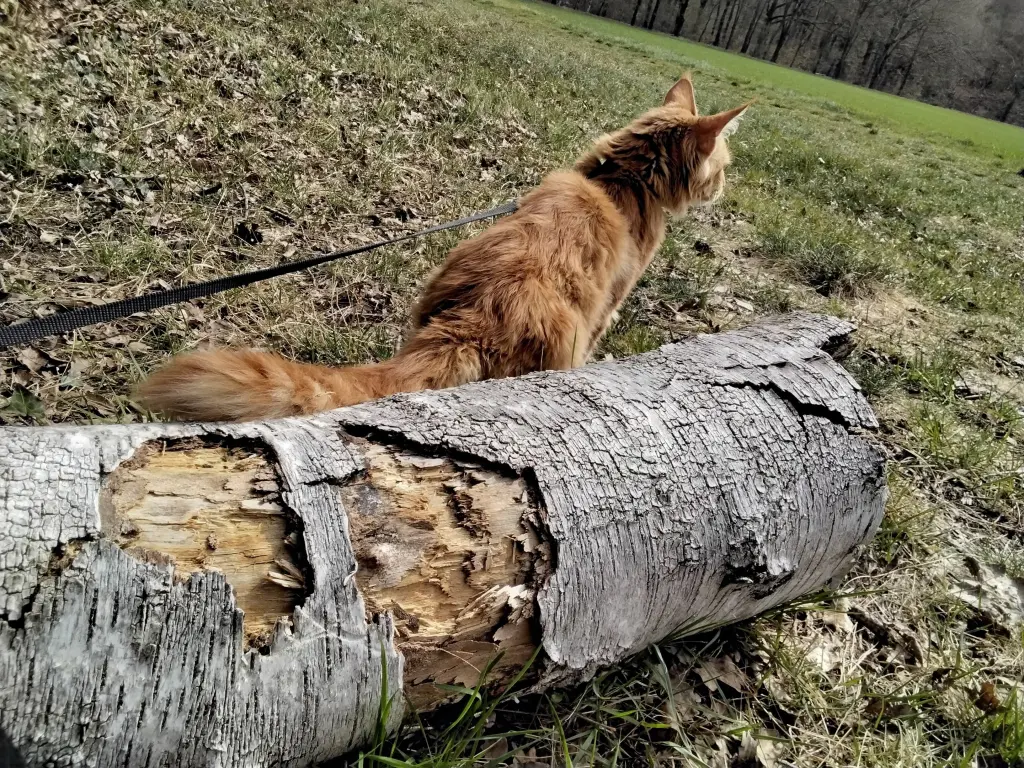 Andachtsbild von Nina