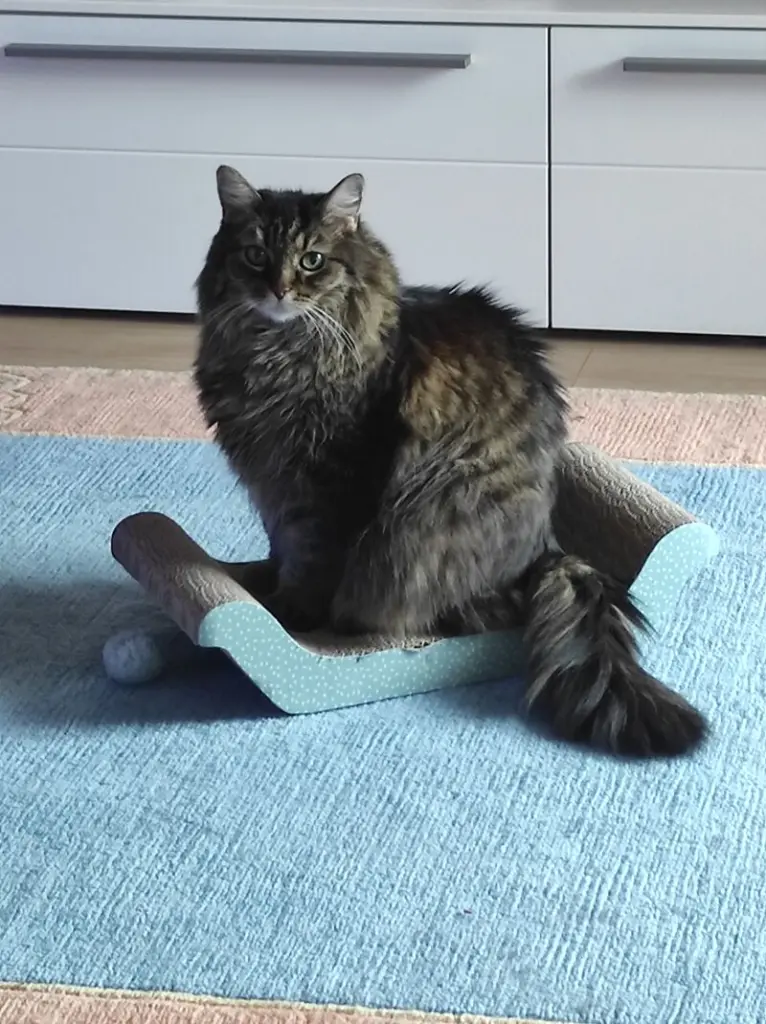 Andachtsbild von Nicole mit Roxy