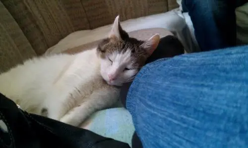 Image from Cookie