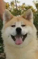 Image from D´IToshi