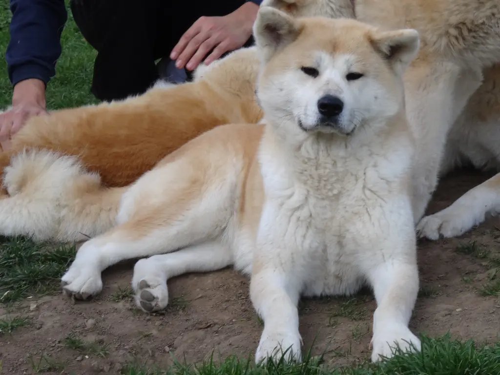 Image from D´IToshi