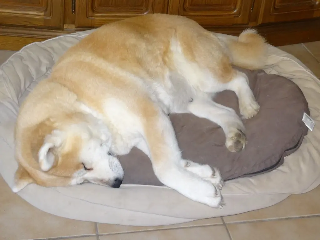 Image from D´IToshi