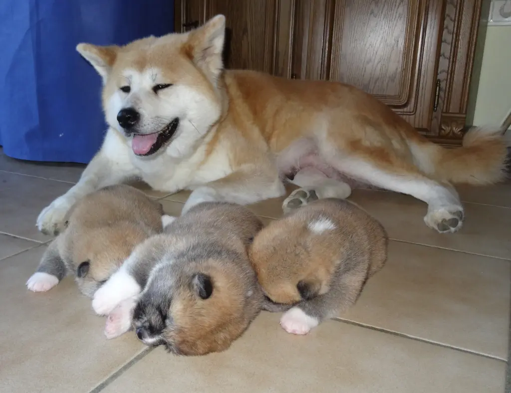 Image from D´IToshi