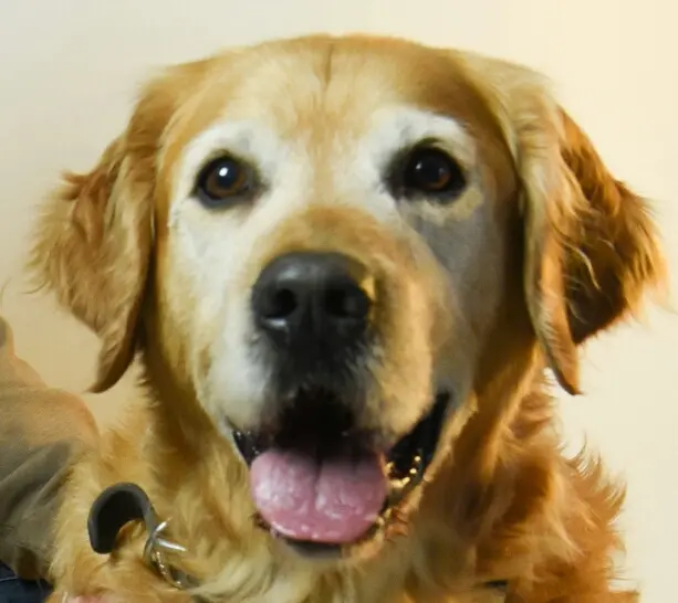 Condolence image of Micha mit Cäsar im Herzen