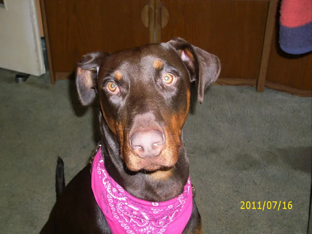 Condolence image of Renate mit Thody im Herzen