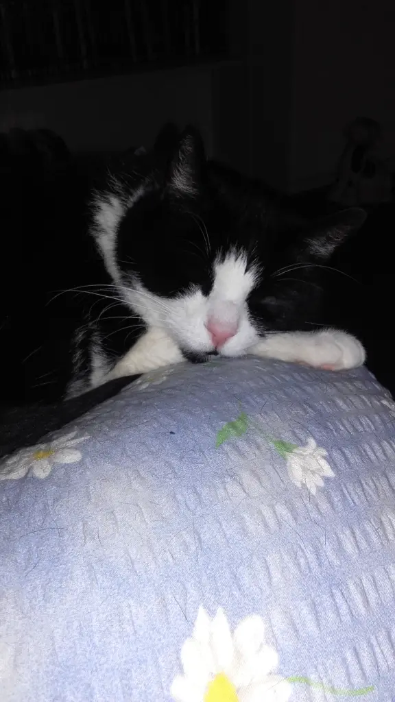 Condolence image of Ute Gerstäcker