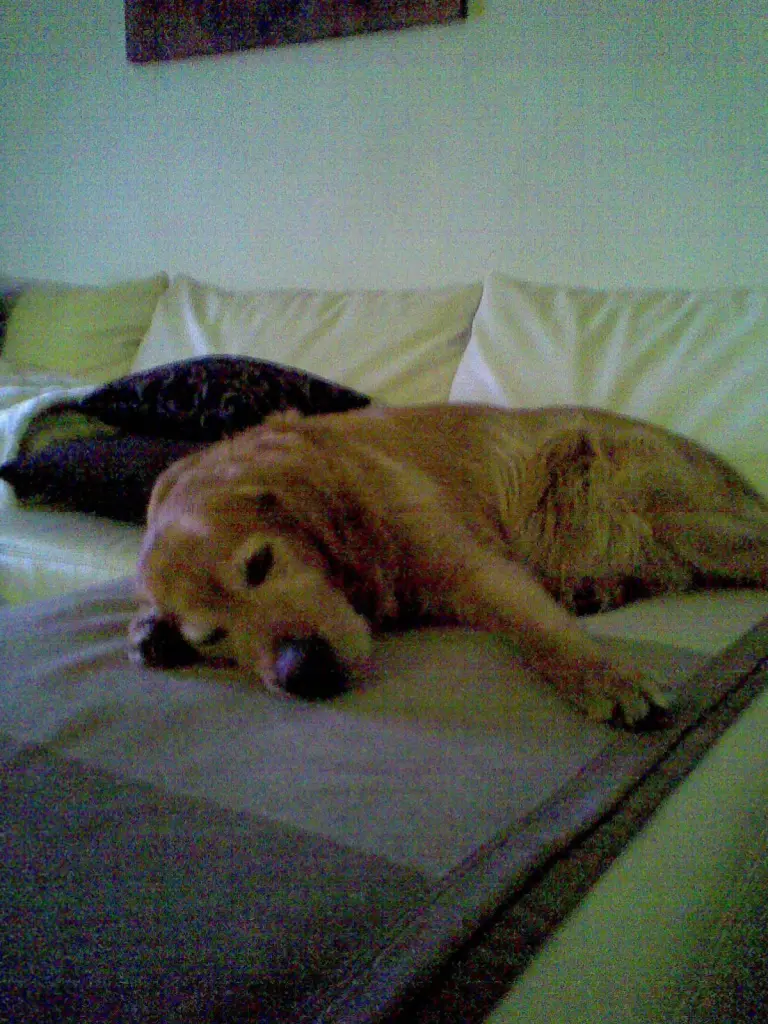 Condolence image of Micha mit Cäsar im Herzen