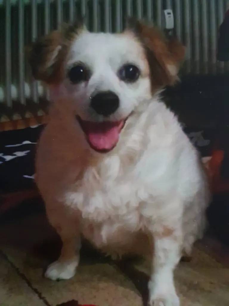 Condolence image of Thomas,Elke und Elina mit Blanqjita im Herzen 