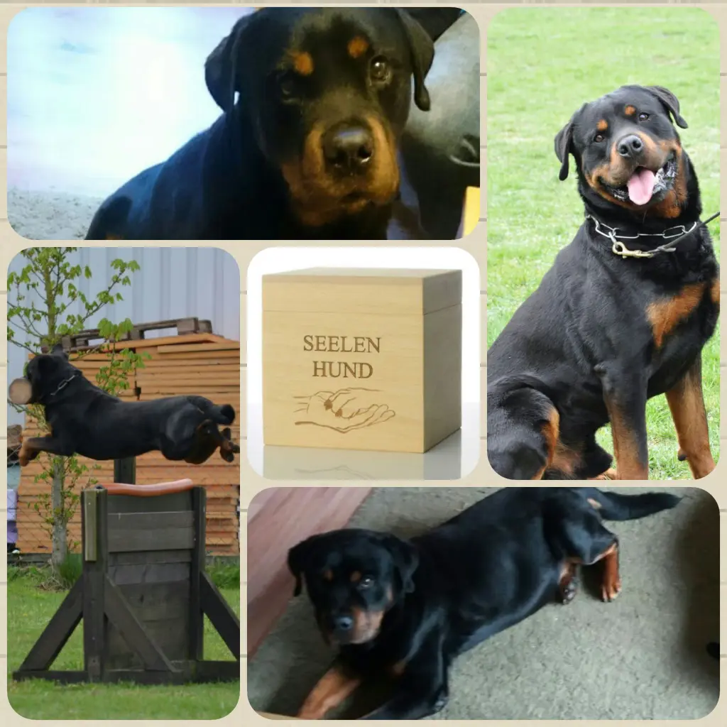 Condolence image of Petra mit Fellow im Herzen