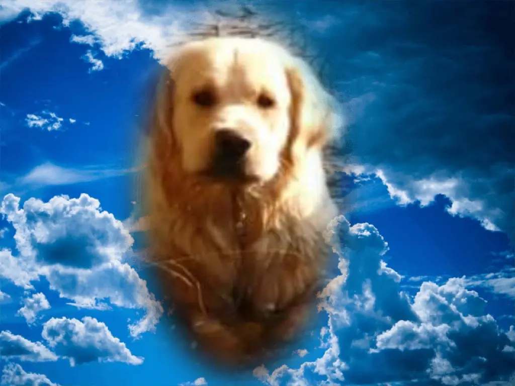 Condolence image of Martina mit Sam immer im Herzen ♥️ 