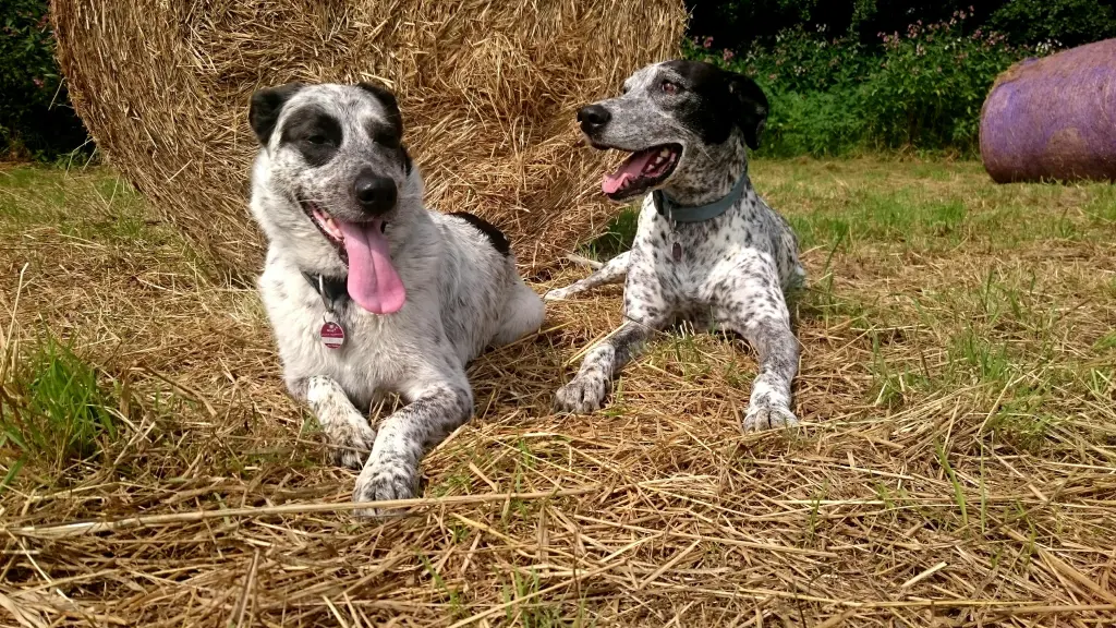 Condolence image of Ewa mit Elo im Herzen 