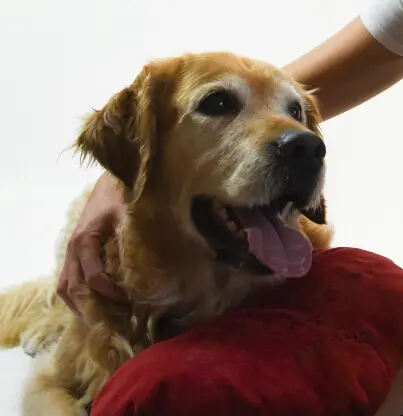 Condolence image of Micha mit Cäsar im Herzen