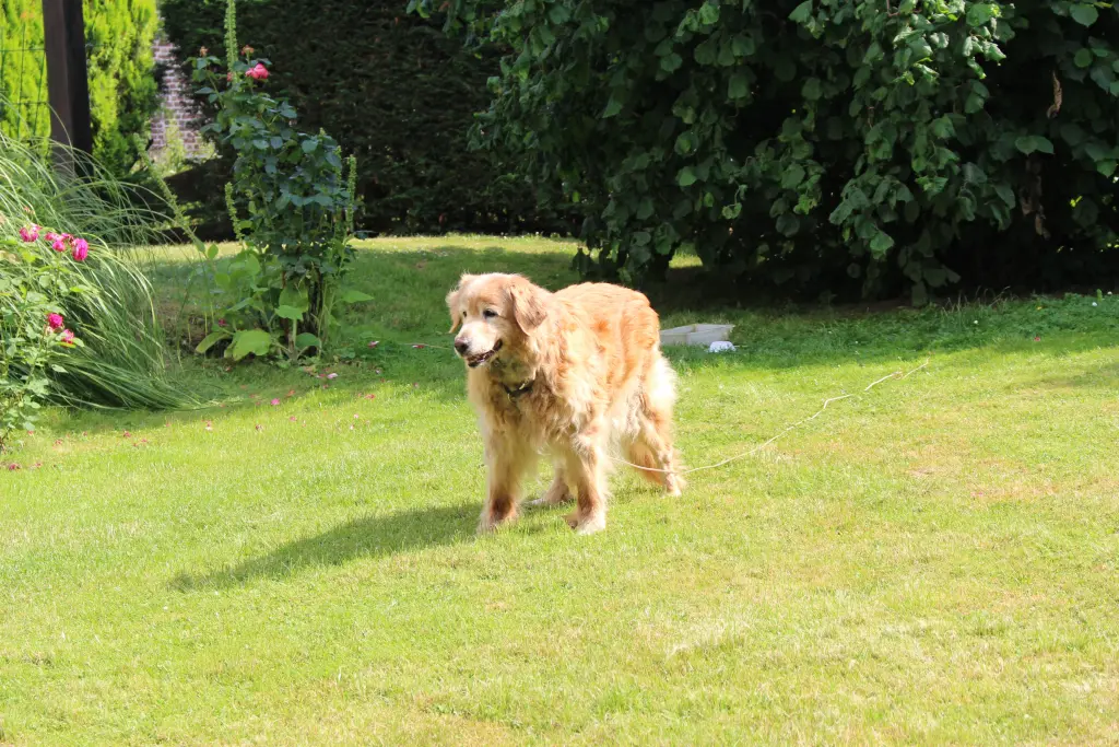 Condolence image of Michael mit ALESCA (+27.11.2017)