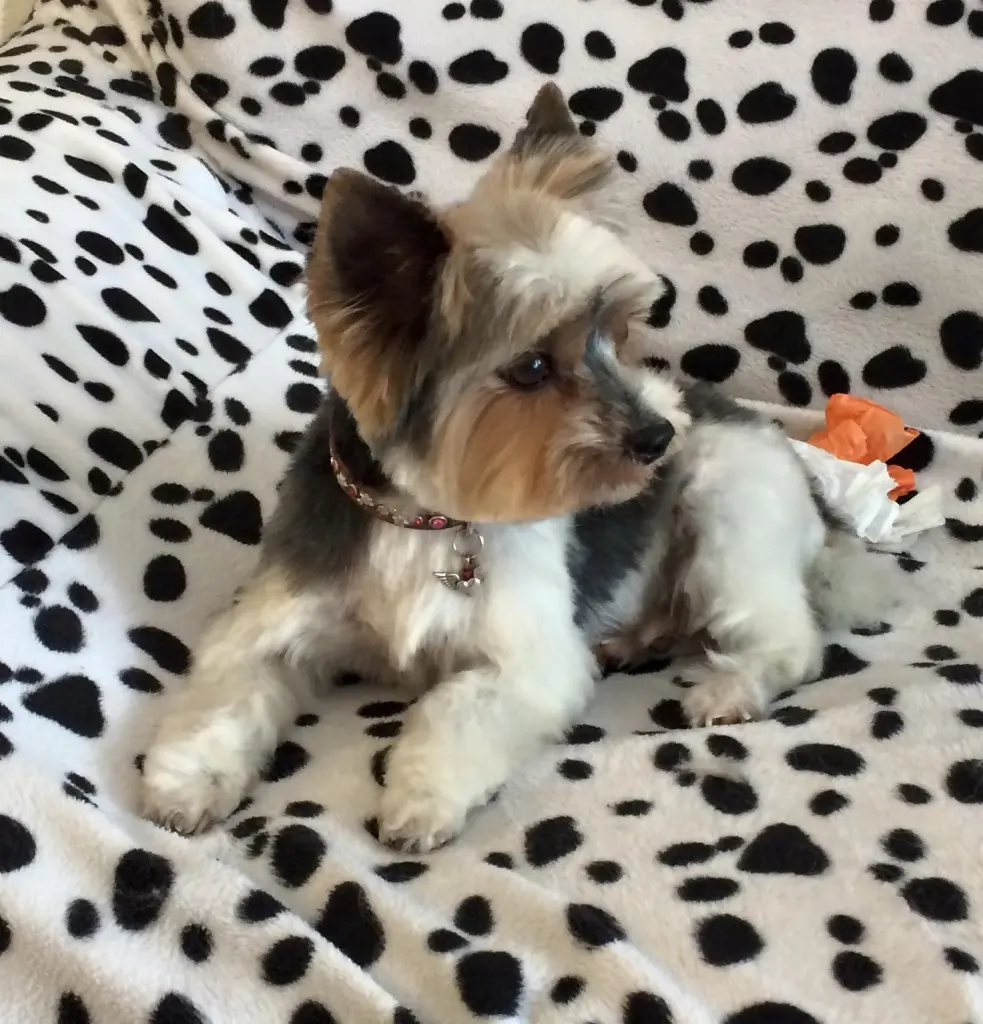 Condolence image of Beate