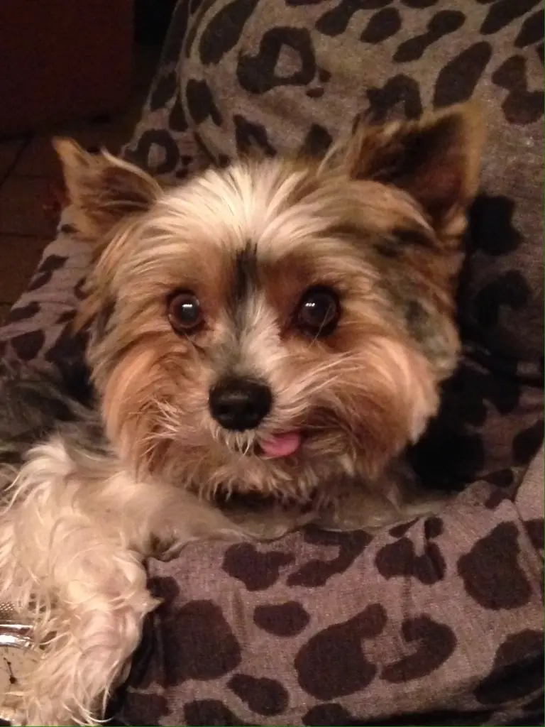 Condolence image of Beate mit Fritzi ganz tief im Herzen