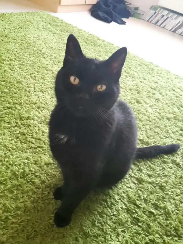 Condolence image of Sabine mit Skippy im Herzen