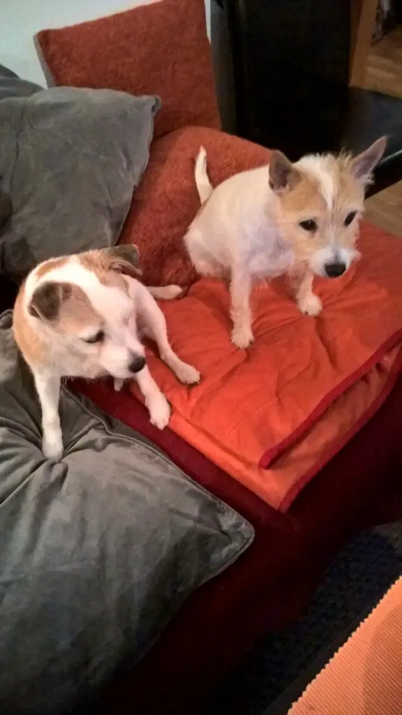 Condolence image of Petra mit Pebbels und Dottie im Herzen