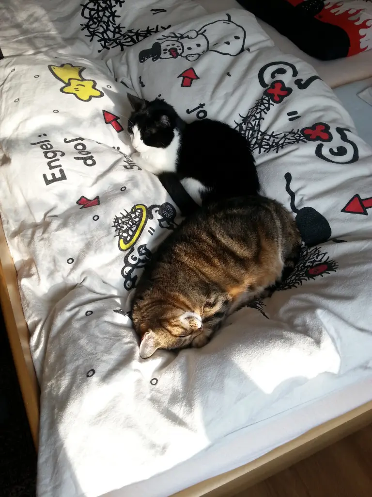 Condolence image of Peter und Marina mit Whisky Gestorben am 25.11.2017