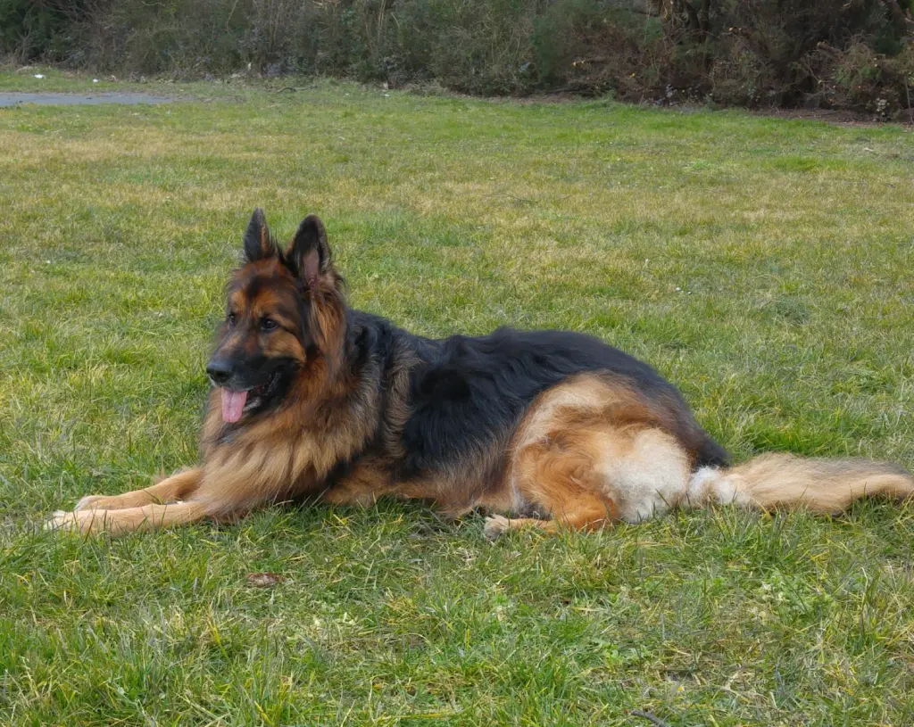 Condolence image of Fur Liebe Luna❤