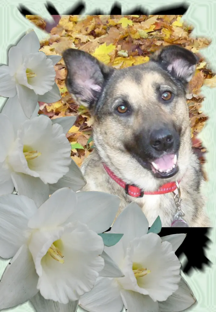 Condolence image of Klaudia mit Misiu❤❤❤