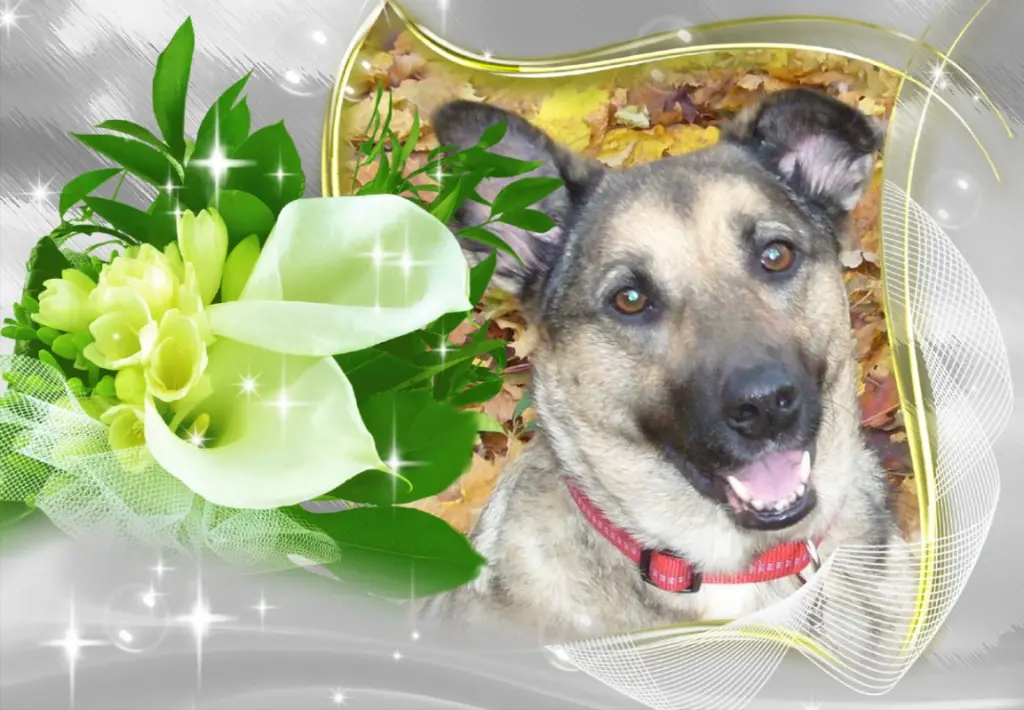 Condolence image of Klaudia mit Misiu❤❤❤