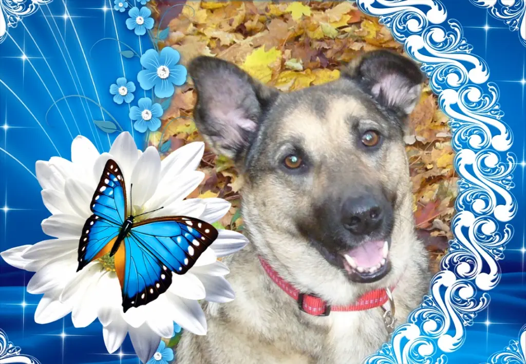 Condolence image of ❤Fur Liebe Luna❤