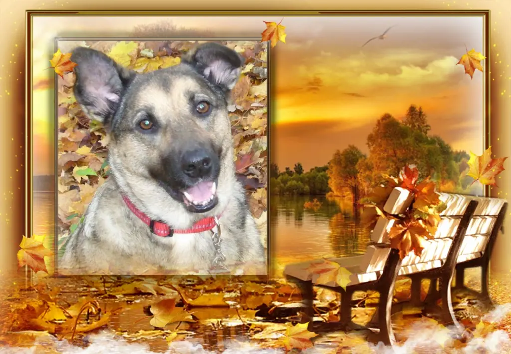 Condolence image of ❤Fur Luna❤