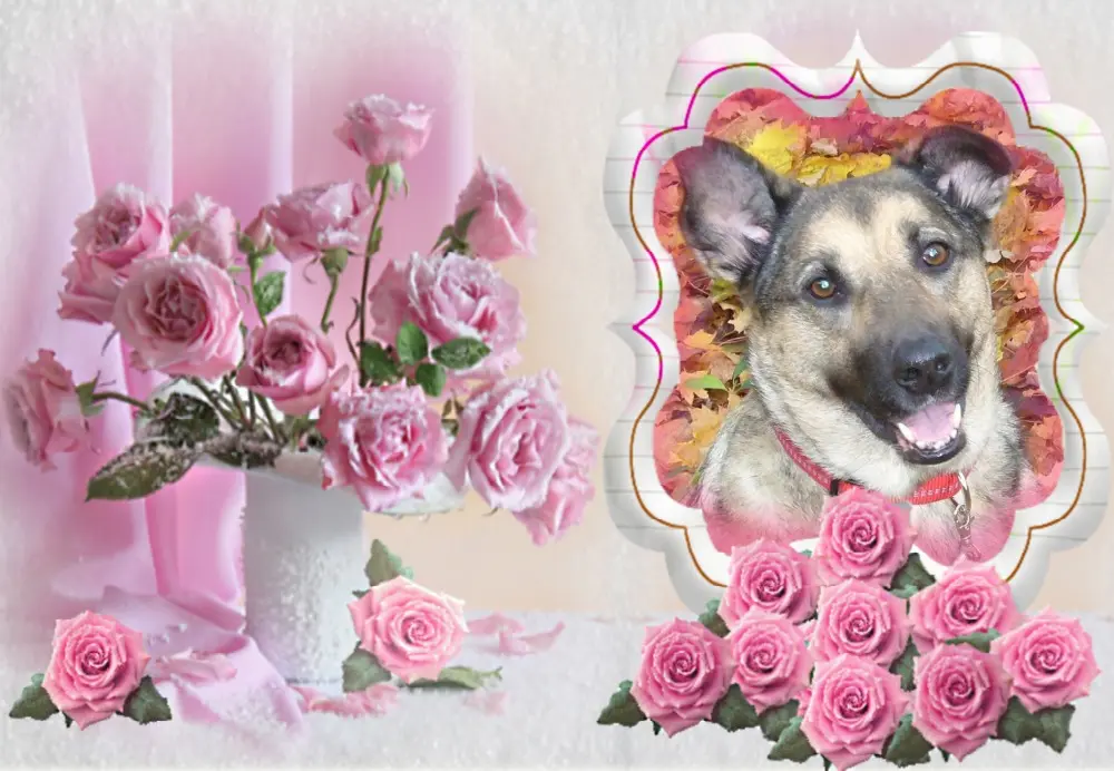 Condolence image of ❤Fur Liebe Luna❤