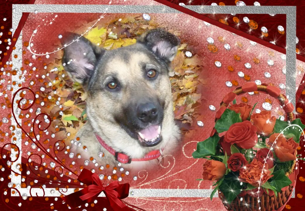 Condolence image of Klaudia mit Misiu❤❤❤