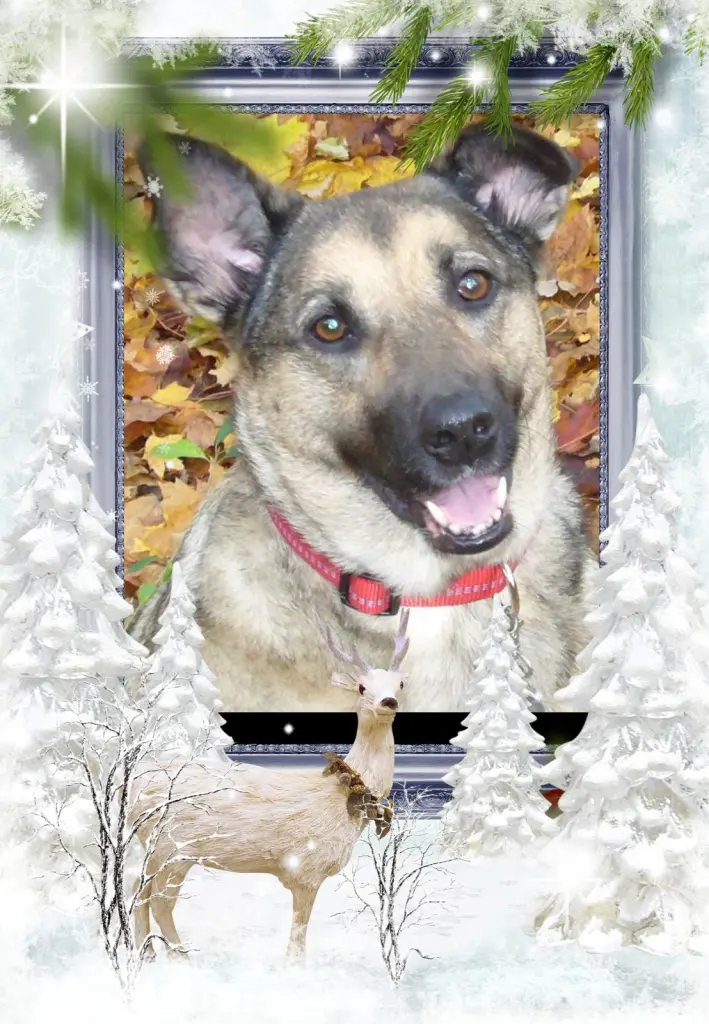 Condolence image of Fur Liebe Luna❤